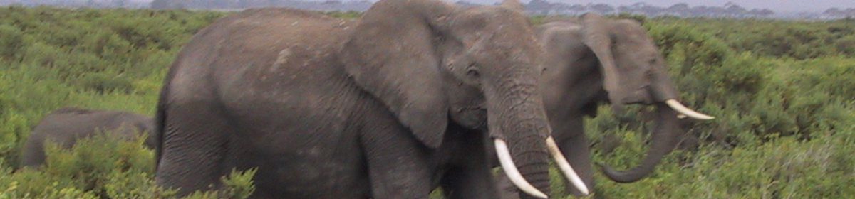 Vår resa till Sydafrika